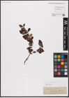 Foto von Salix aurita L.